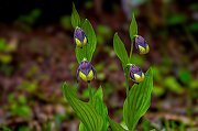 PASTORIS GIOVANNA-TEMA A- CYPRIPEDIUM